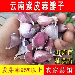云南新鲜早熟红皮大蒜种子阳台盆栽蔬菜四季种植紫皮香蒜可吃可种