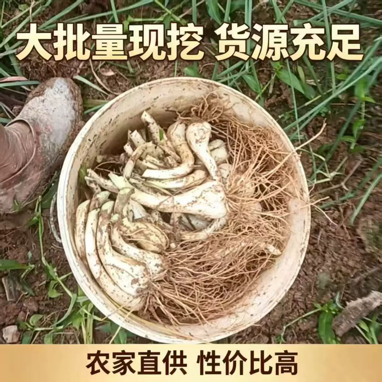 便宜实惠可种带根带须江西农家荞头种子新鲜现挖当季蔬菜种苗