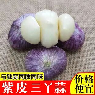 紫皮大蒜三瓣蒜两三丫蒜红皮新鲜大蒜头蔬菜干蒜