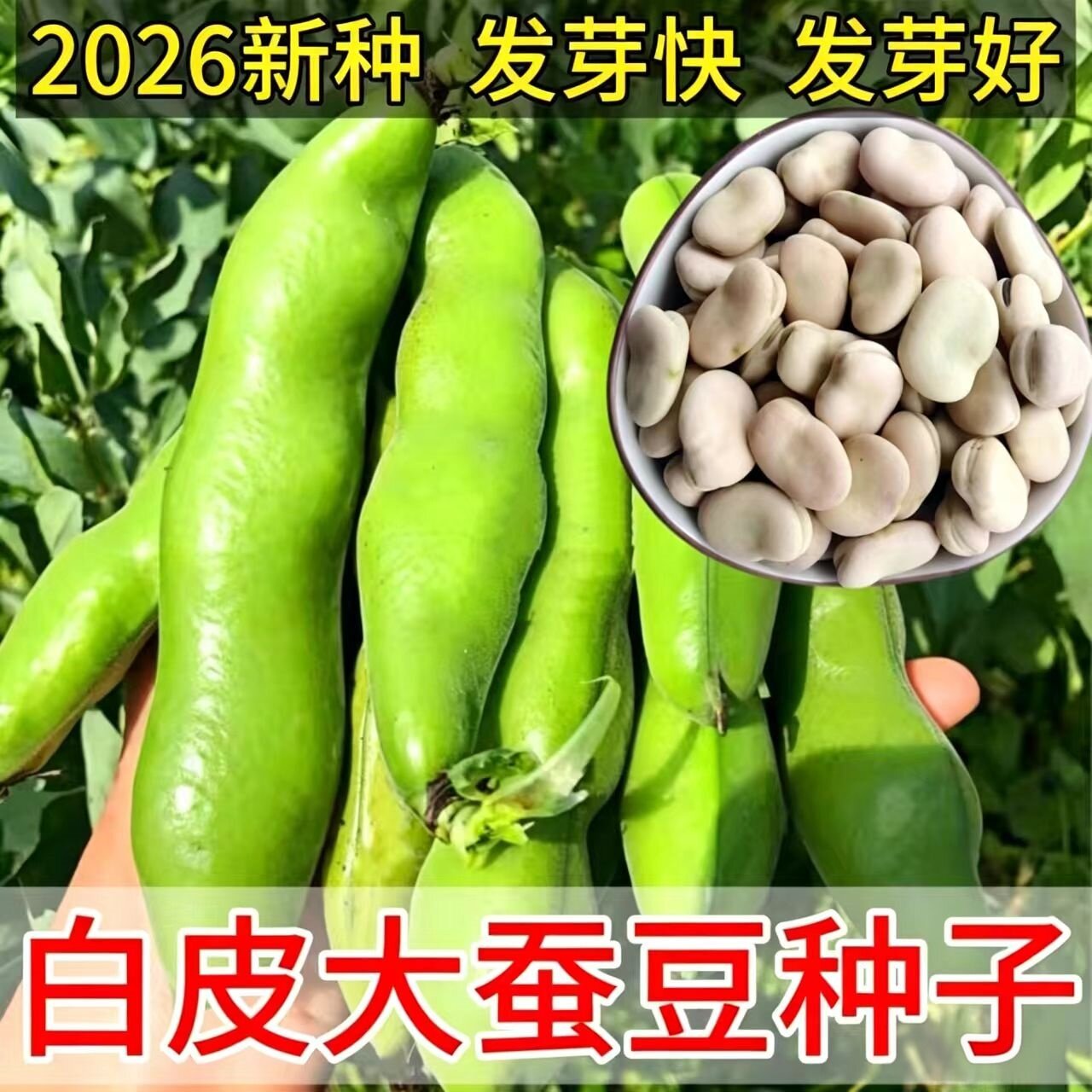 新货干蚕豆精选大颗粒生蚕豆种子农家白皮罗汉豆胡豆豆瓣大豆馋豆