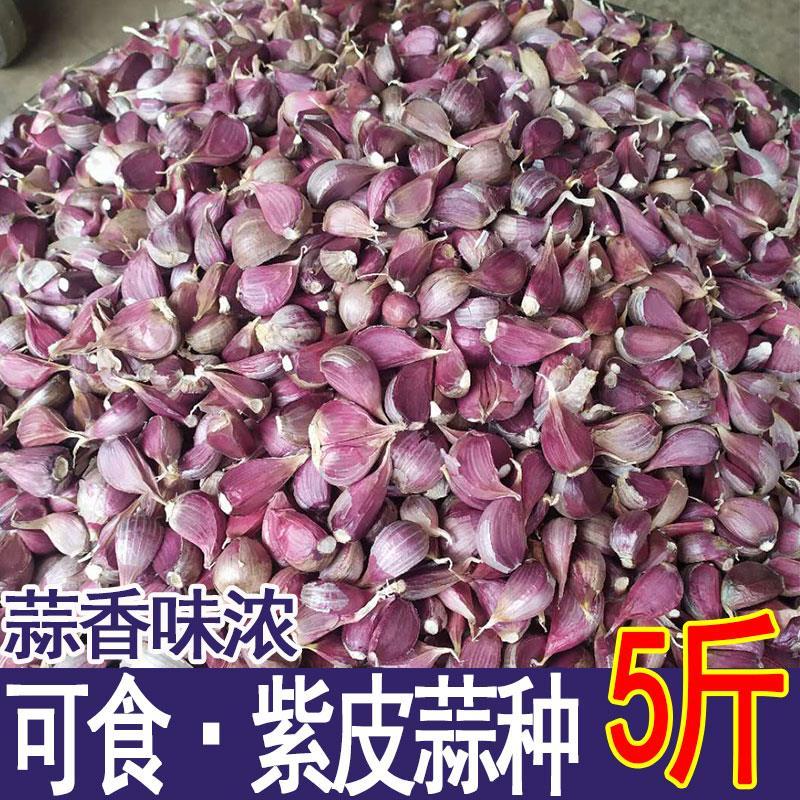 云南紫皮大蒜种子1/10斤农家自种红皮大蒜多瓣蒜香蒜可抽蒜苔种籽