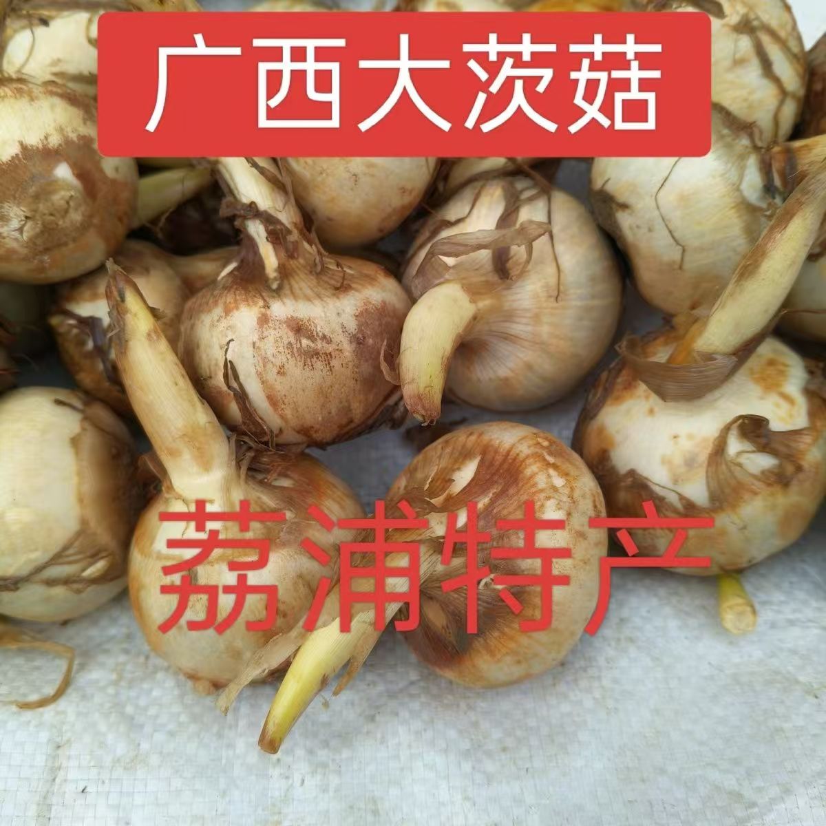 桂林荔浦特大粉糯茨菇现挖包邮