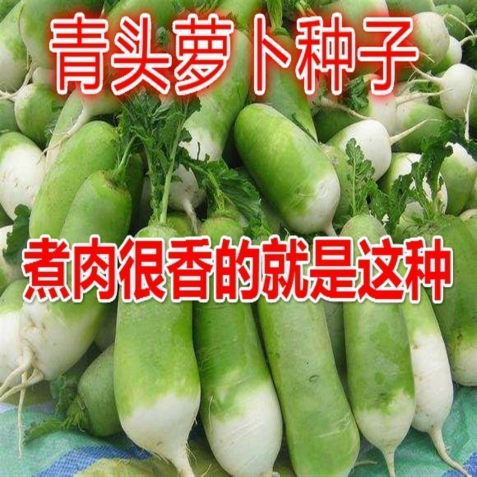 露頭青蘿卜種子大籽高產