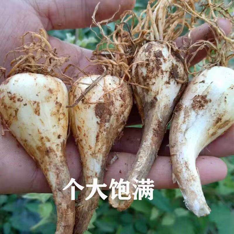 四季栽种茭头种子新鲜现挖藠头荞头带根须农家老品种泡菜腌制原料