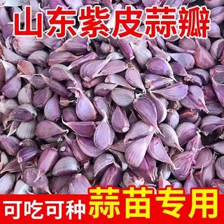 出蒜苔正宗紫皮大蒜种子蒜种蒜瓣红皮干蒜出蒜苔红根蒜苗出芽高
