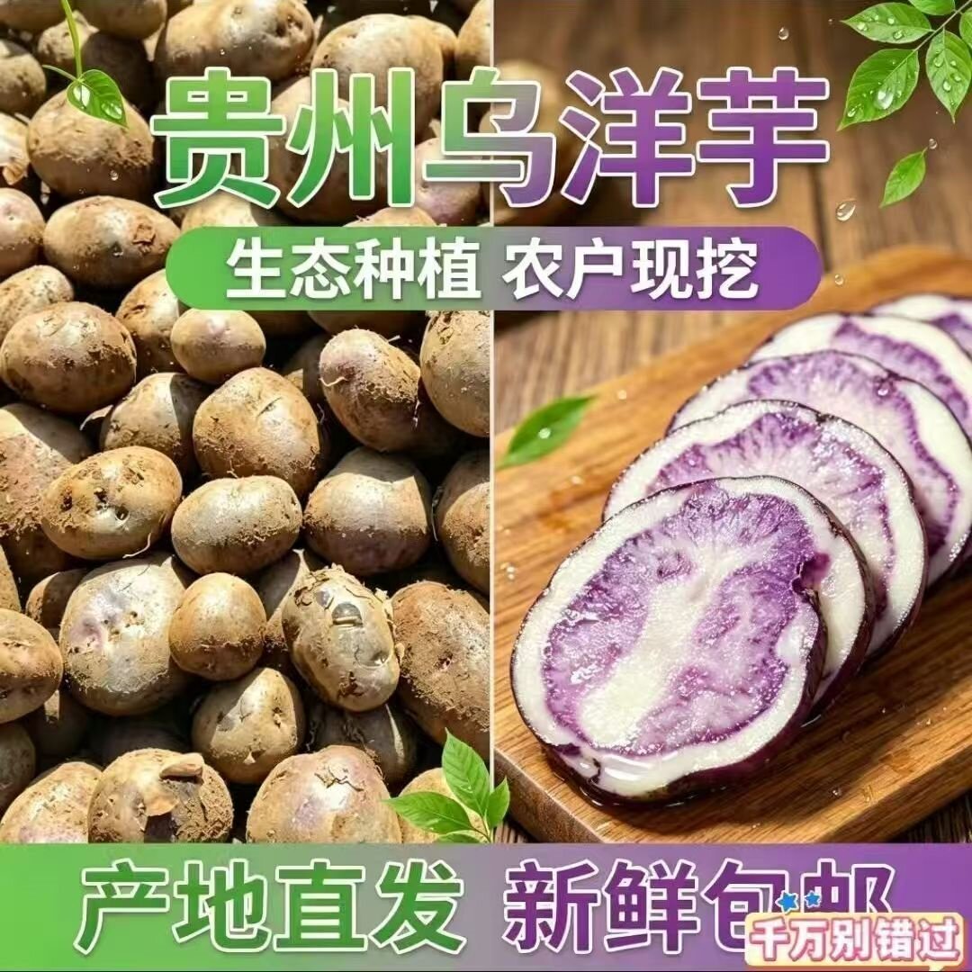 云贵高山农家肥现挖新鲜老品种乌洋芋花青素紫皮小土豆粉面香热卖