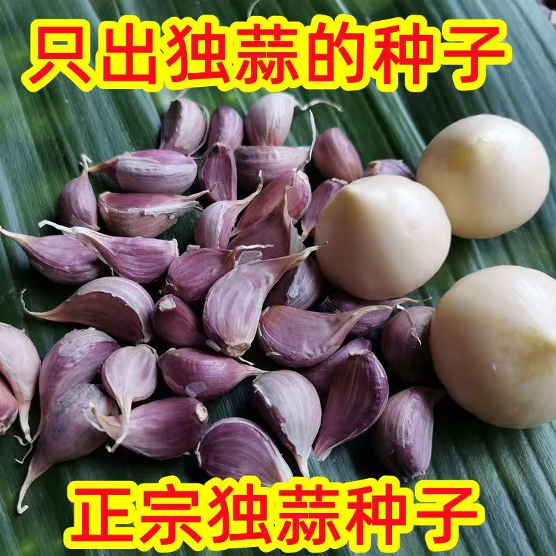 四川彭县独蒜种子独头蒜种子紫皮独蒜种子正宗川蒜独子蒜种子可食