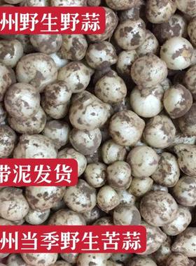贵州野生新鲜野葱农家小