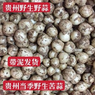 贵州野生新鲜野葱农家小蒜头种子带泥苦蒜头小头蒜泡菜苦藠头