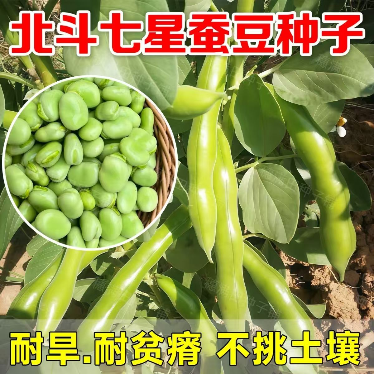 蚕豆种子七星大粒精选颗粒饱满罗汉豆种籽秋冬季四季播种蔬菜种植