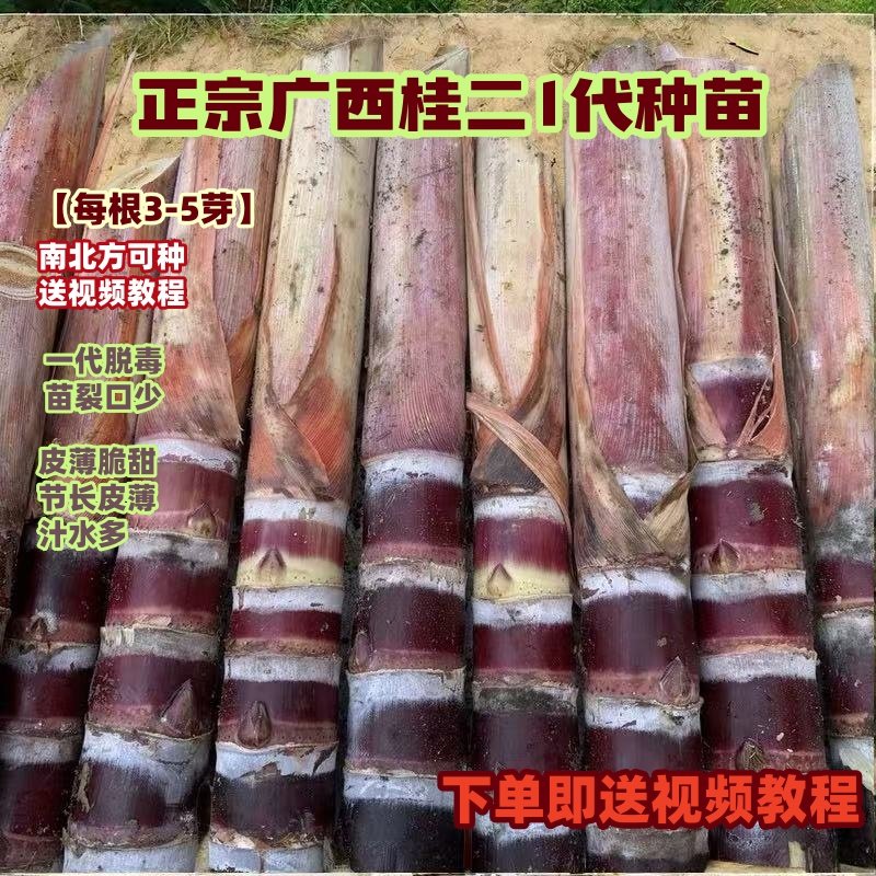 10根每根3到5芽广西黑皮甘蔗种子水果甘蔗种苗种植种籽红皮紫皮苗