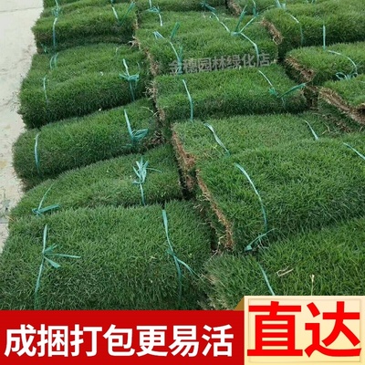 草坪草皮带泥土真草 耐寒台湾2号混播四季青庭院别墅花园绿化草坪