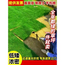 广东草皮草坪带泥土真草台庭院草皮台湾草马尼拉果岭草四季青绿化