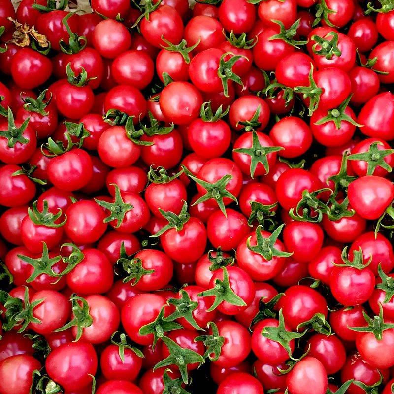 山东圣女果新鲜水果包邮千禧小番茄当季小柿子农家蔬菜整箱5斤