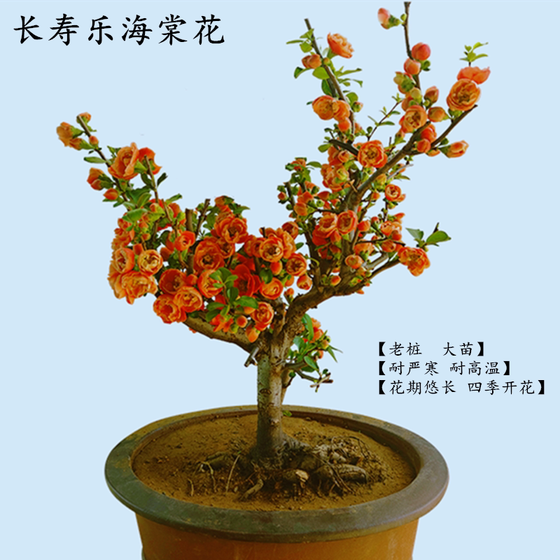 橙红色日本长寿乐重瓣海棠花盆栽四季开花耐寒室内盆景老桩带花苞