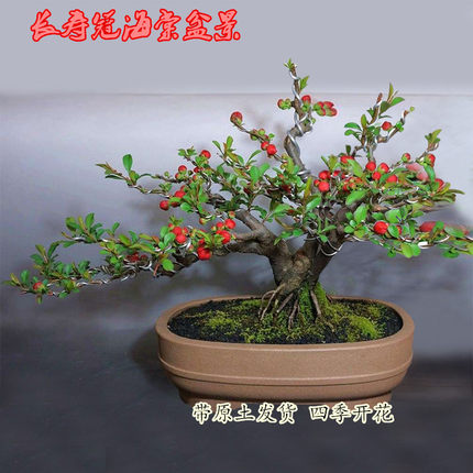 原生日本长寿冠海棠花卉盆栽四季开花重瓣耐寒室内盆景老桩带花苞