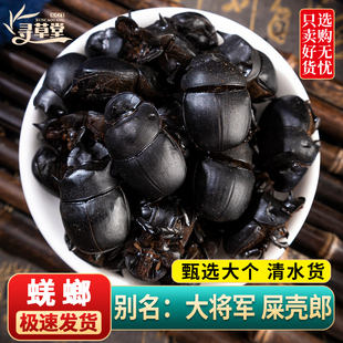蜣螂中药材100g克 野生屎壳郎 圣甲虫 大将军 清水蜣螂虫 包邮