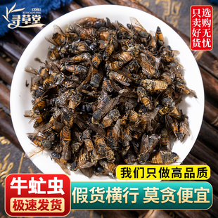 牛虻中药材500克 牛虻药 精选大个牛虻虫 绝不掺假 牛虻药材正品