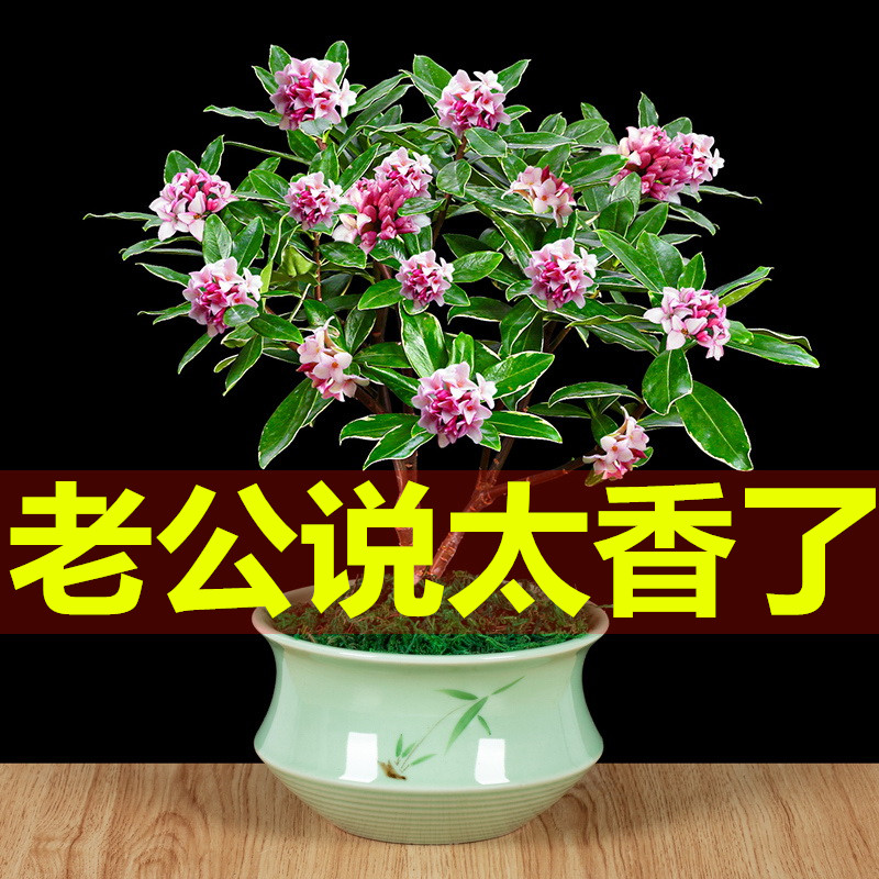耐寒花卉金边瑞香冬季开花北方树苗观花植物室内客厅阳台办公室花 - 实物图