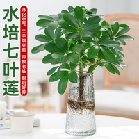 水培植物老桩七叶莲盆栽鸭脚木植物室内花四季客厅办公室桌面绿植