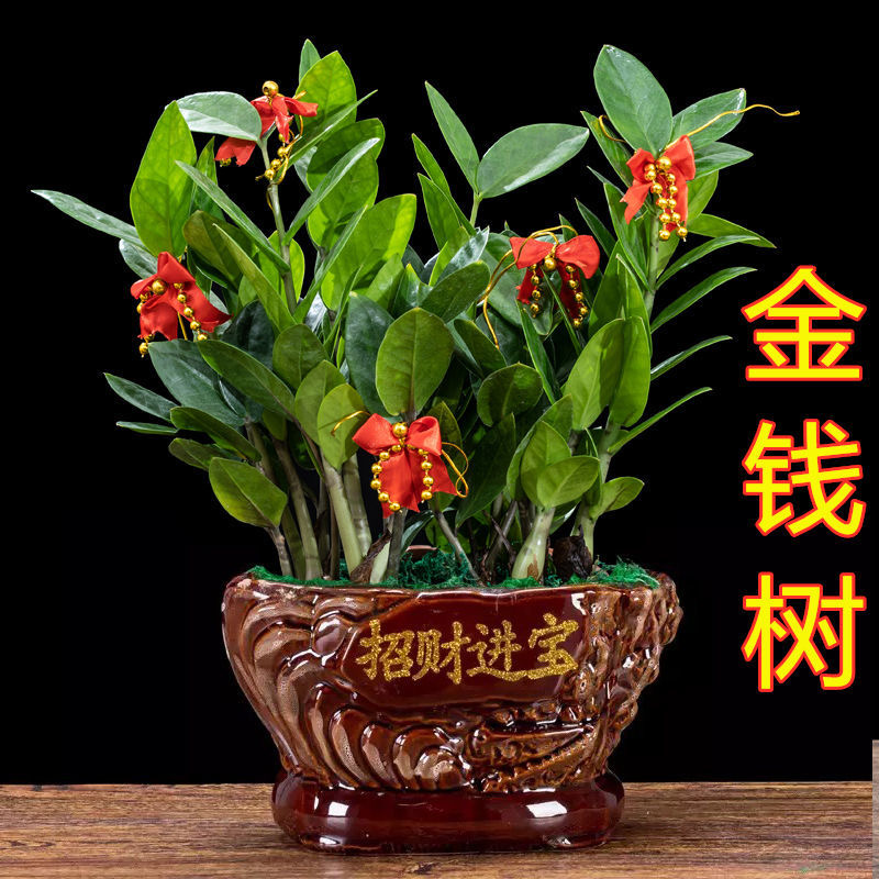 大盆金钱树盆栽树苗花卉植物室内花客厅美观四季青办公室桌面绿植