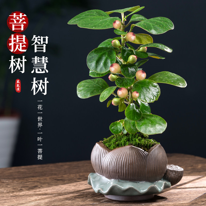 小盼菩提树盆景盆栽植物室内花禅意摆件四季常青客厅办公桌面绿植