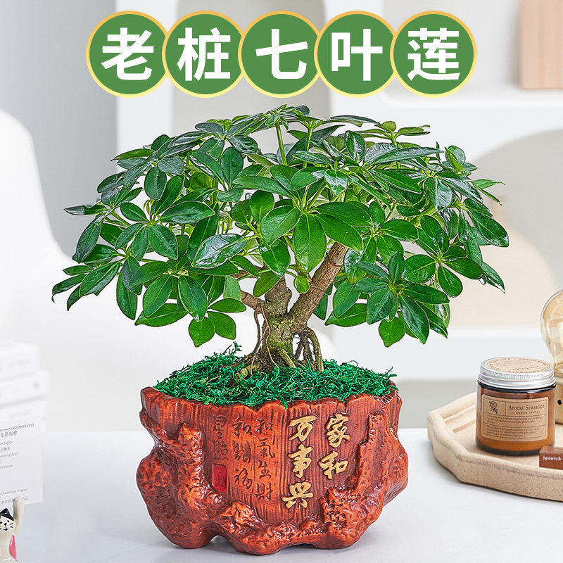 老桩七叶莲盆栽花卉植物室内花四季青美观客厅办公桌面绿植鸭脚木