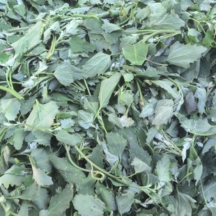 新鲜灰菜野生自然晒干灰灰干菜新鲜蔬菜包邮