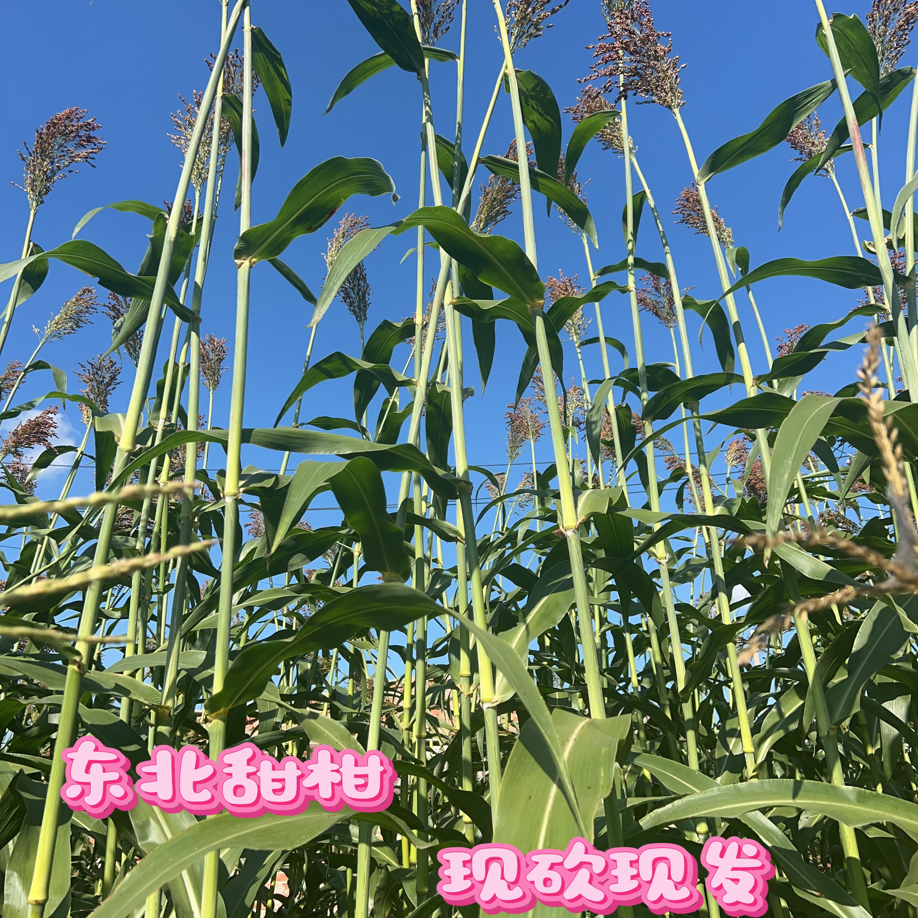 东北甜柑甜芦粟小甘蔗现砍现发应季水果农家自种5斤包邮