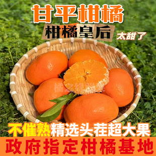 甘平柑橘皇后高端水果当季新鲜水果蜜橘子香甜皮薄多汁现摘发