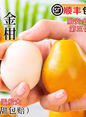 广西融安金桔5斤当季现摘新鲜孕妇水果脆蜜金柑三代桔子顺丰包邮3