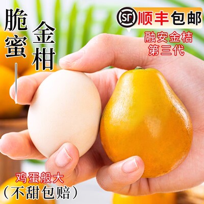 5斤广西融安金柑当季水果