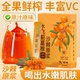 水飞蓟葛根沙棘原浆原液浓缩植物饮料VC鲜榨果汁开袋即饮