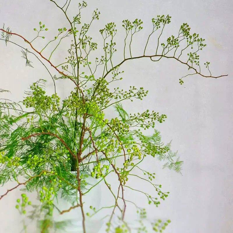 山归来蔷薇果文竹鲜花云南直发室内水养新鲜插花居家水培绿植真花