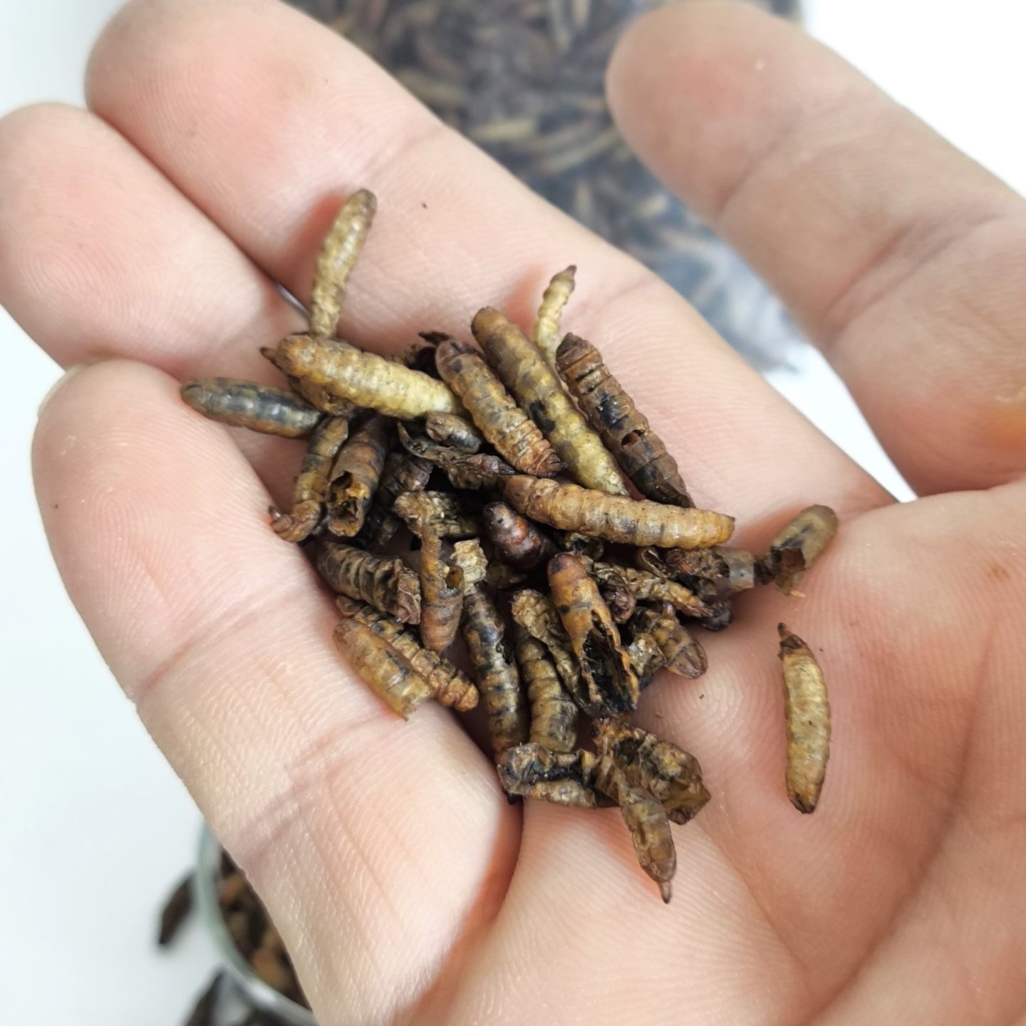 大袋膨化黑水虻干虫300克高蛋白虫微波黑水虻天然虫类鸟零食营养