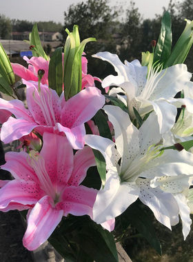 假花百合花束单支客厅室内餐桌装饰品摆设花艺摆件花瓶插萍润