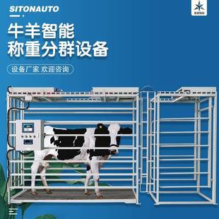 牛羊管理設(shè)備養(yǎng)殖場牧場精準(zhǔn)稱重分群設(shè)備自動記錄使用方便
