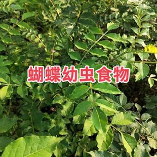 柑橘凤蝶食物玉带凤蝶食物美凤蝶蝴蝶幼虫碧凤蝶幼虫食物花椒叶子