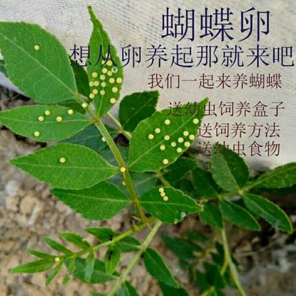 蝴蝶幼虫柑橘凤蝶幼虫卵玉带凤蝶幼虫蝴蝶卵活体蝴蝶糖宝宝蝴蝶蛹