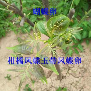 蝴蝶卵玉带凤蝶蝴蝶幼虫 玉带凤蝶卵蝴蝶蛹 柑橘蝴蝶卵活体蝴蝶卵