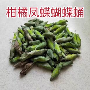 蝶蛹蝴蝶幼虫活体蝴蝶蛹羽化过程蝴蝶儿童观察柑橘凤蝶玉带凤蝶蛹