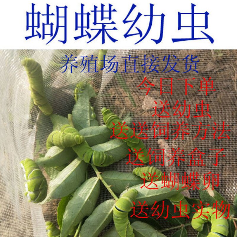 蝴蝶卵蝴蝶幼虫蝴蝶蛹活体蝴蝶饲养套餐柑橘凤蝶蚕宝宝毛毛虫糖宝