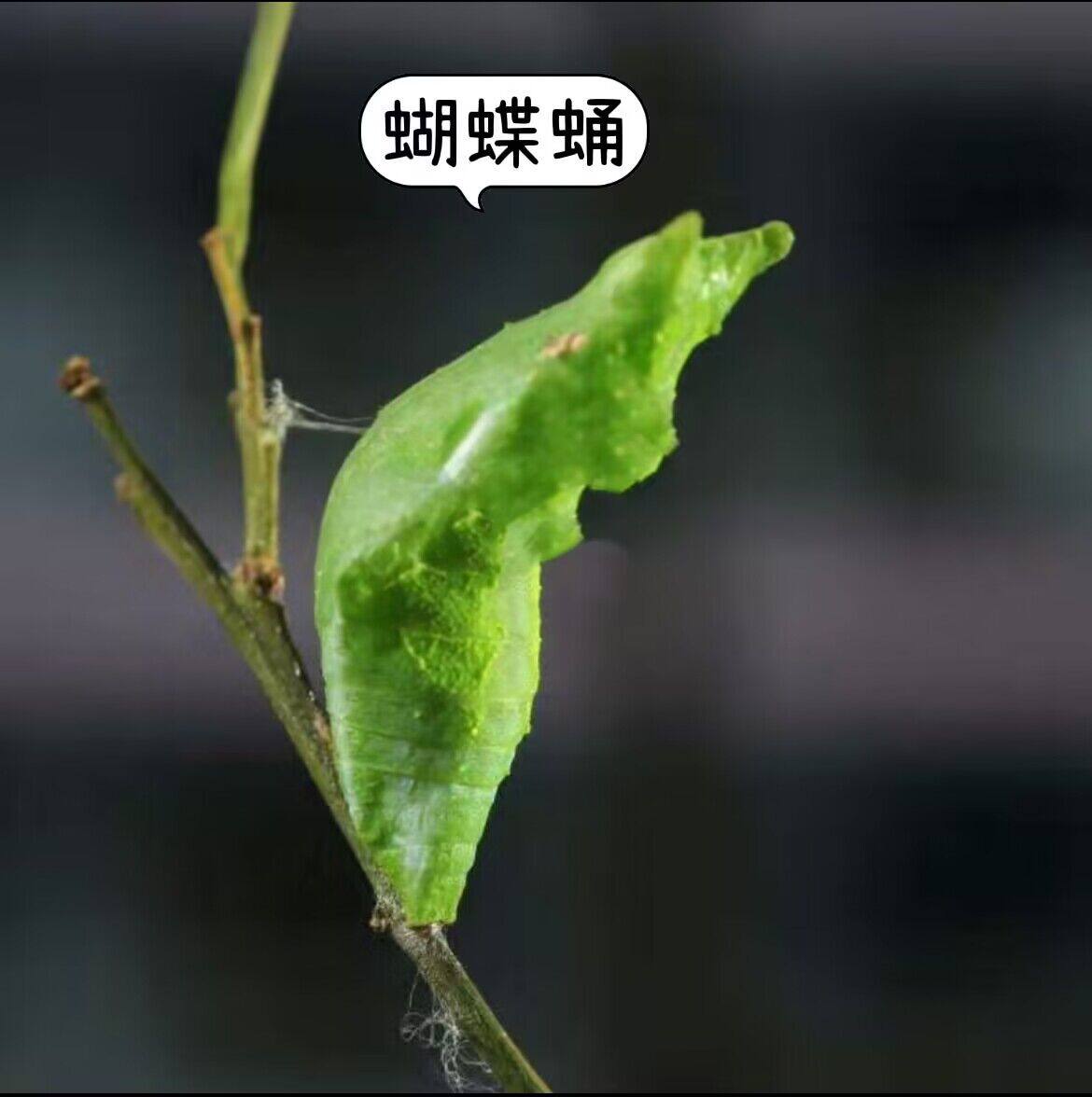 柑橘凤蝶蛹儿童饲养观察蝴蝶羽化