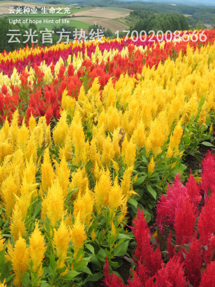 鸡冠花花籽种子四季凤尾鸡冠花盆栽白红鸡冠花易活鸡公花种子