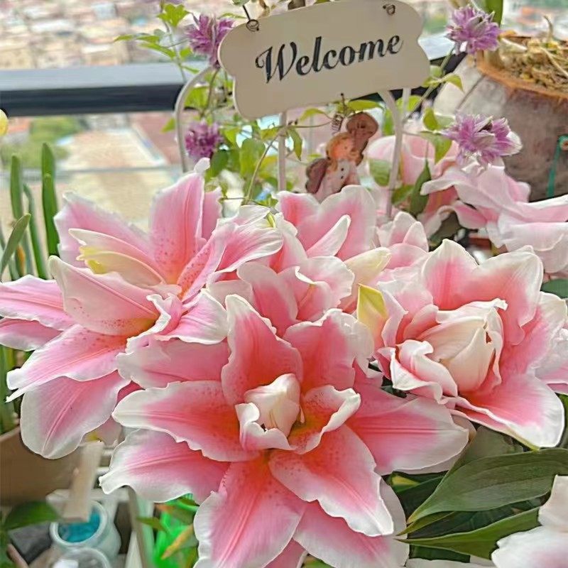 重瓣香水百合种球盆栽室内外阳台四季开花多年生花卉种子多头带芽,宠物/宠物食品及用品,水草,淘宝优惠券,粉丝福利购,淘宝优惠卷