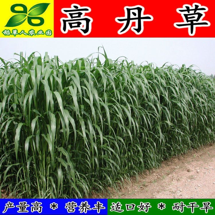 种子 养殖猪牛羊鱼虾蟹畜禽水产进口杂交苏丹草牧草籽