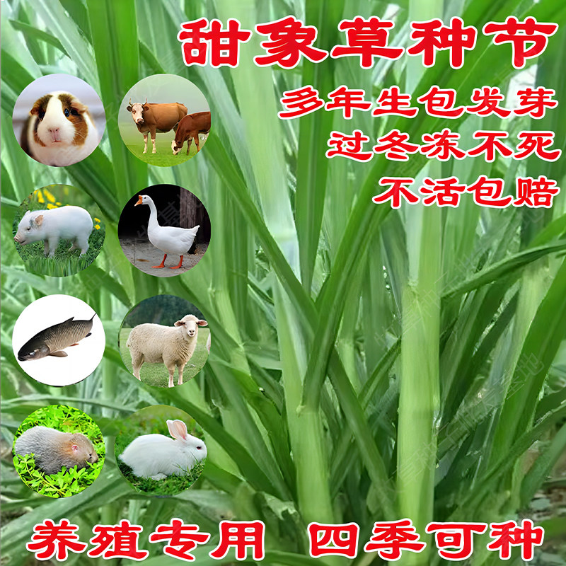 台湾甜象草3号种节无毛耐寒皇竹草红象草巨菌草种节多年生牧草