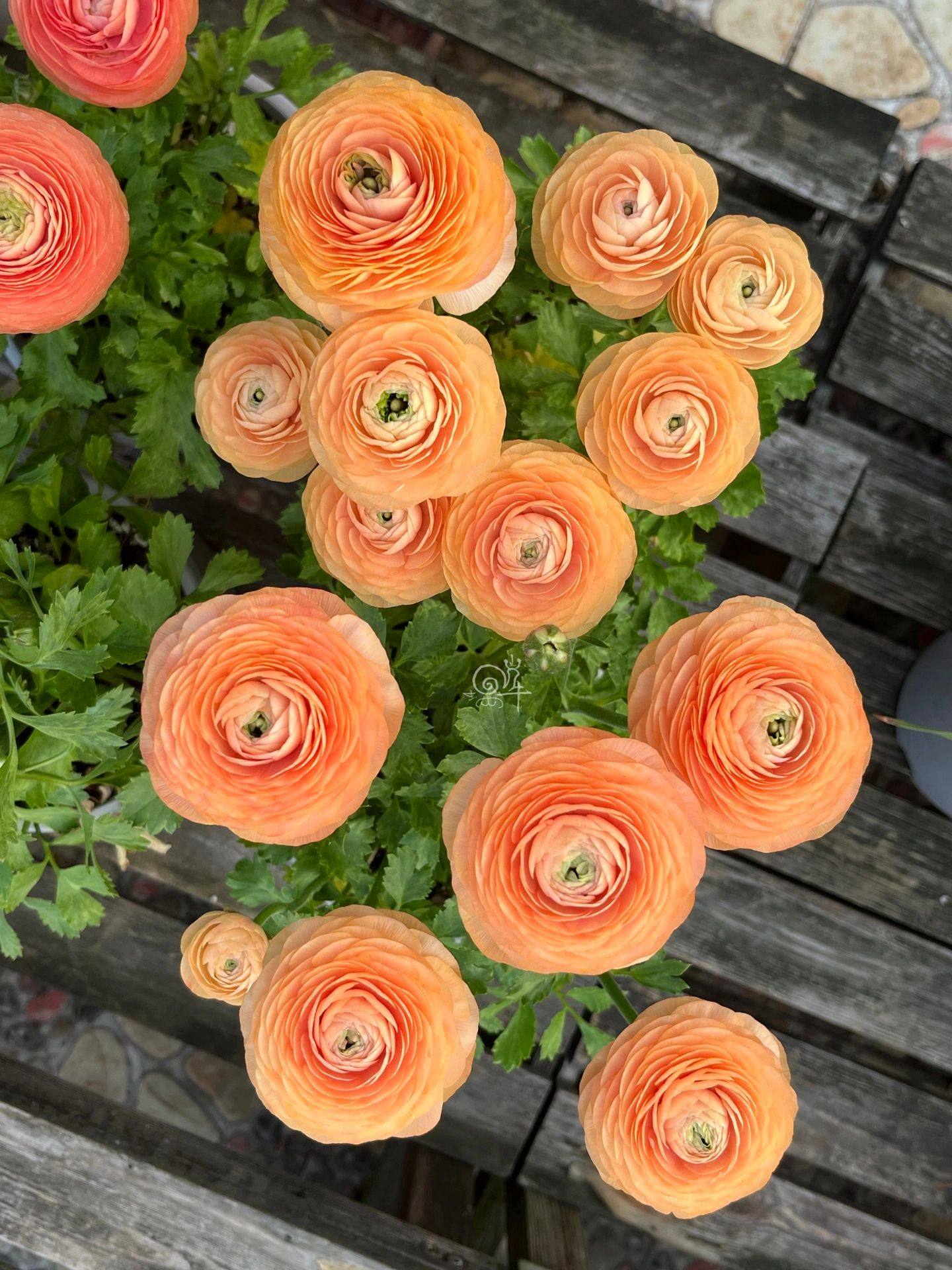 进口花毛茛种球盆栽多年生易种易活花苗四季室内花卉庭院秋天种子,宠物/宠物食品及用品,水草,淘宝优惠券,粉丝福利购,淘宝优惠卷