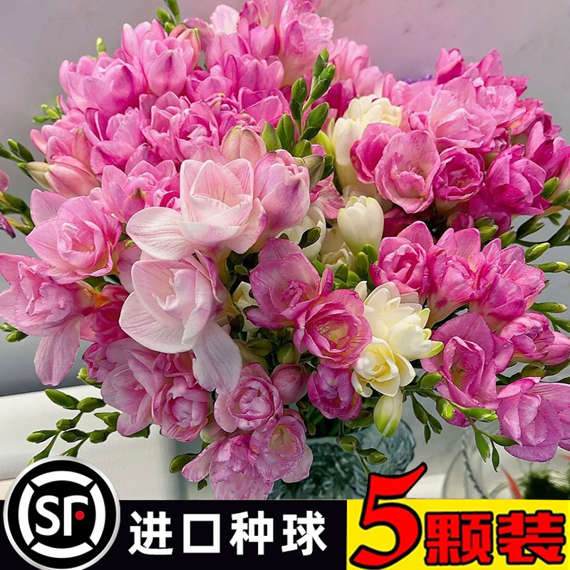 香雪兰种球重瓣小苍兰四季开花好养活观花卉盆栽鲜花植物种子,宠物/宠物食品及用品,水草,淘宝优惠券,粉丝福利购,淘宝优惠卷