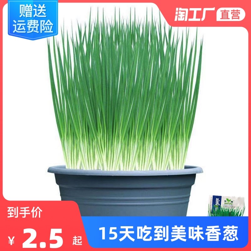 庭院阳台 四季小香葱种子 盆栽小葱蔬菜种子籽四季播易种蔬果种子,宠物/宠物食品及用品,水草,淘宝优惠券,粉丝福利购,淘宝优惠卷